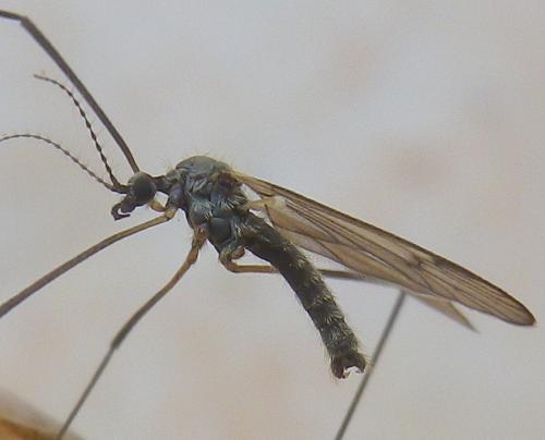 Ormosia lineata